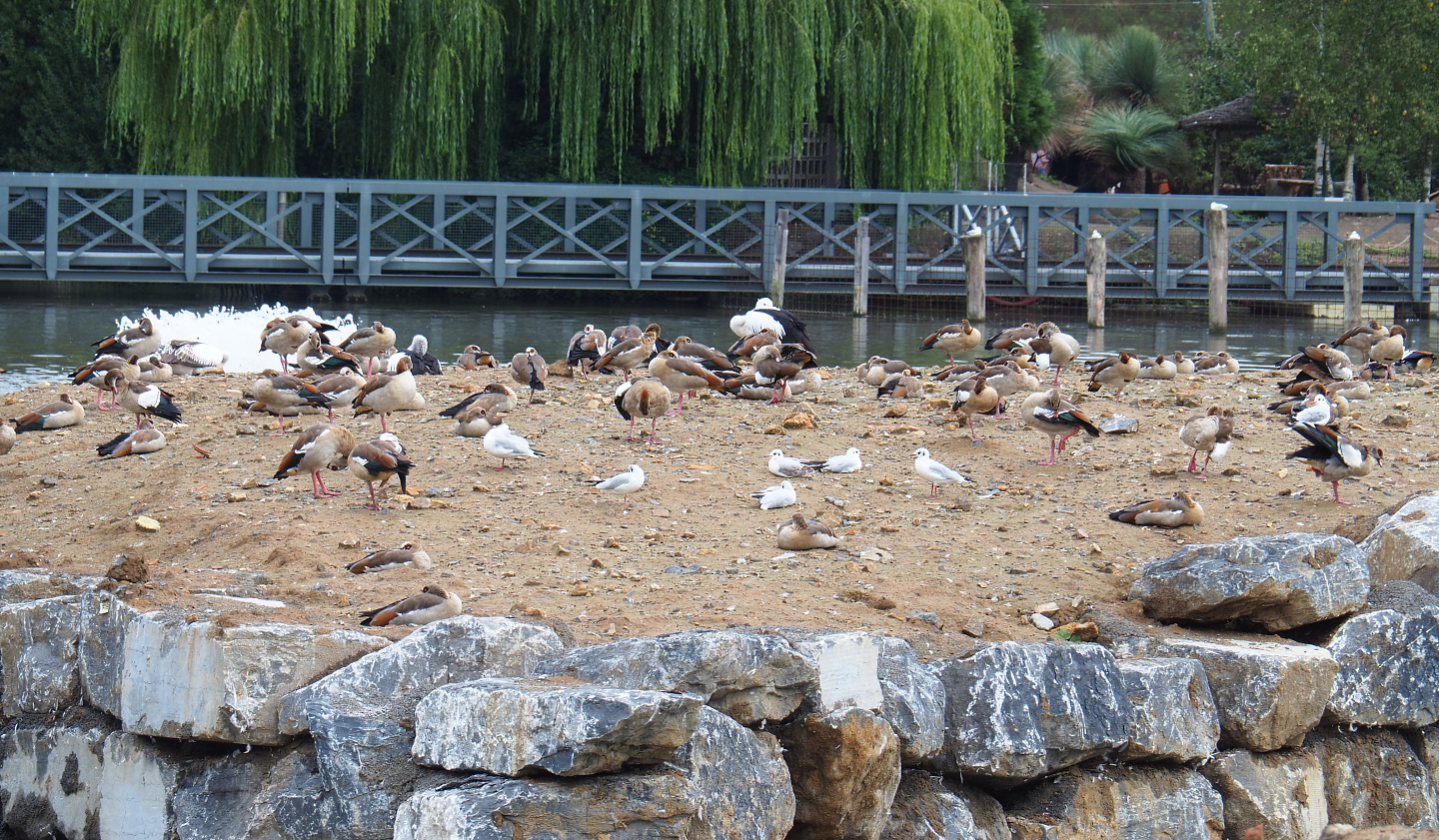 Island covered in geese and gulls, 2022-09-15