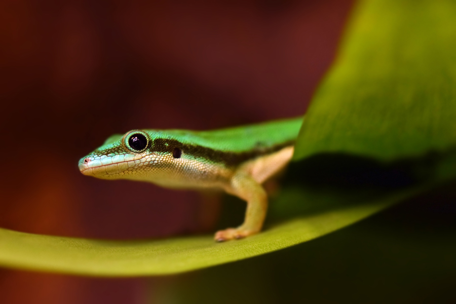 Island Day Gecko (Phelsuma nigristriata)