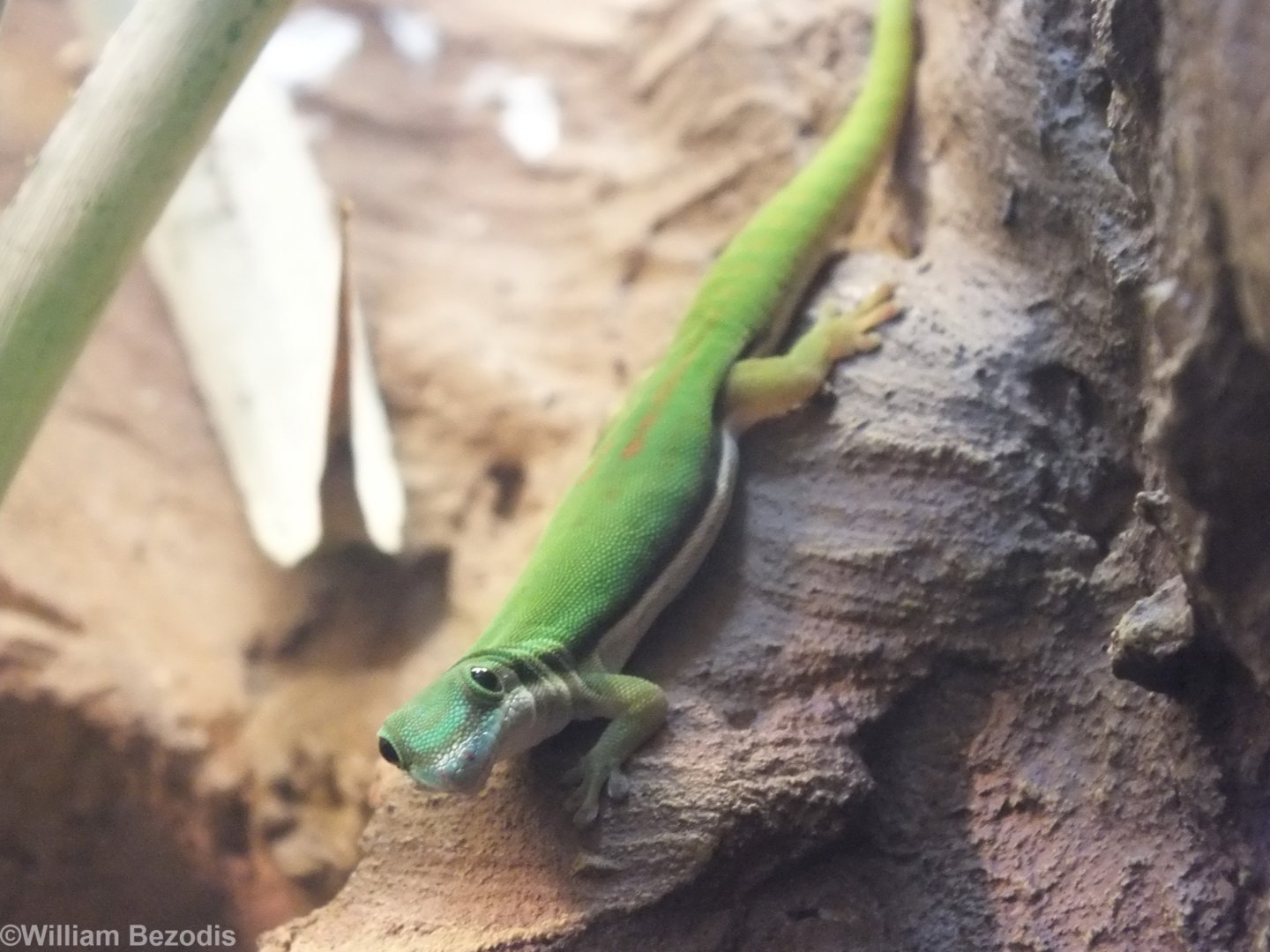 Island Day Gecko - Wroclaw Zoo Terrarium