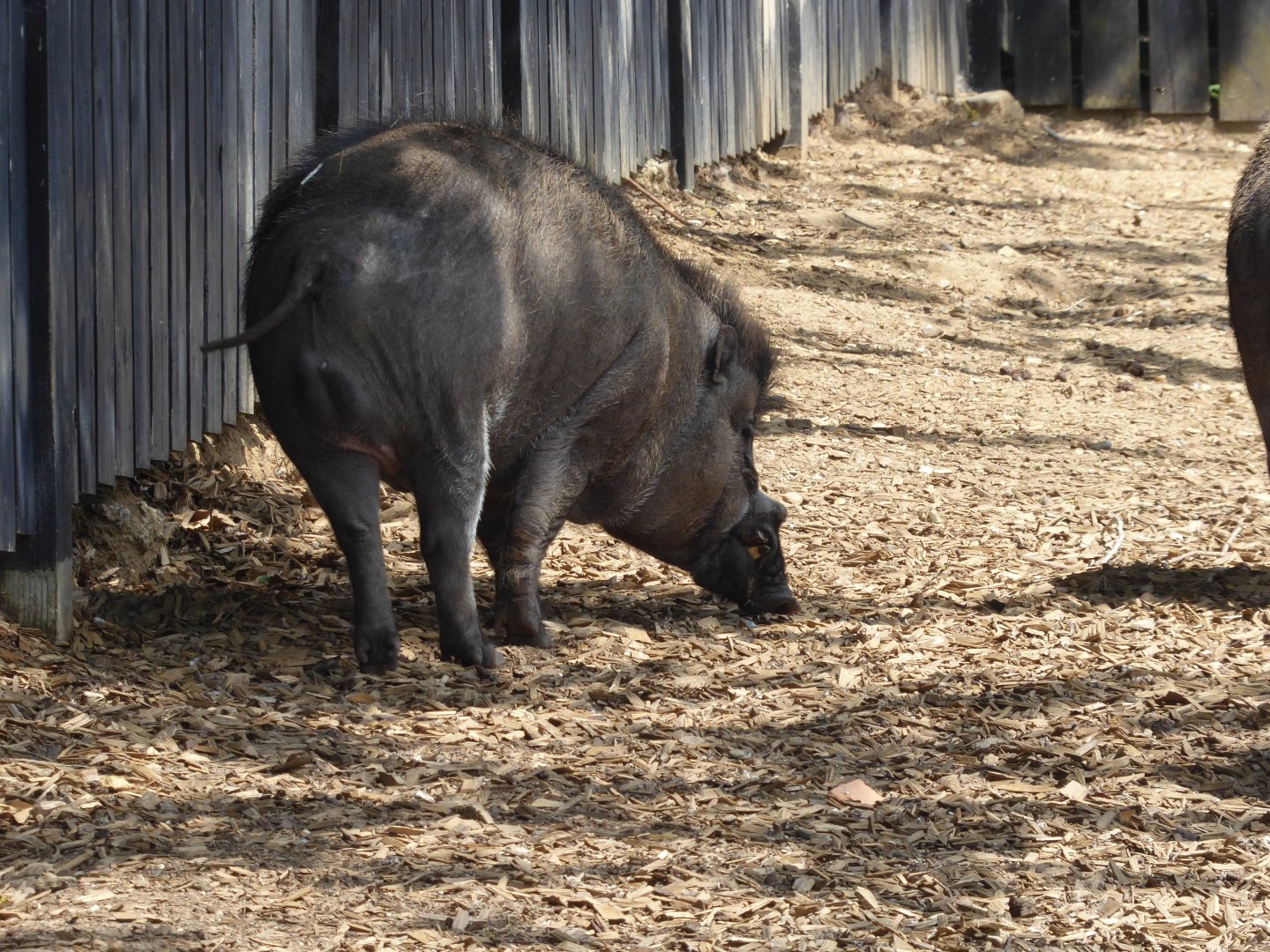Island Dwellers - Negros warty pig 050819