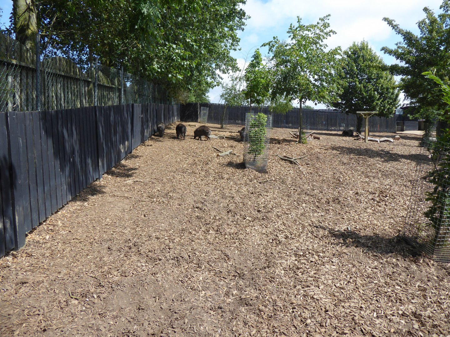 Island Dwellers - Negros warty pig exhibit 050819