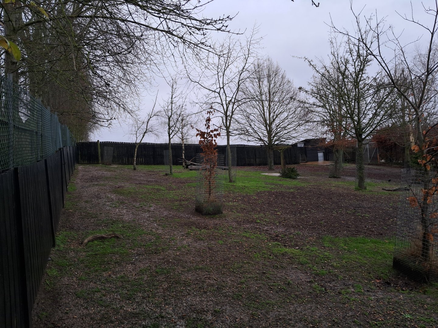 Island Dwellers paddock- 5/1/2025