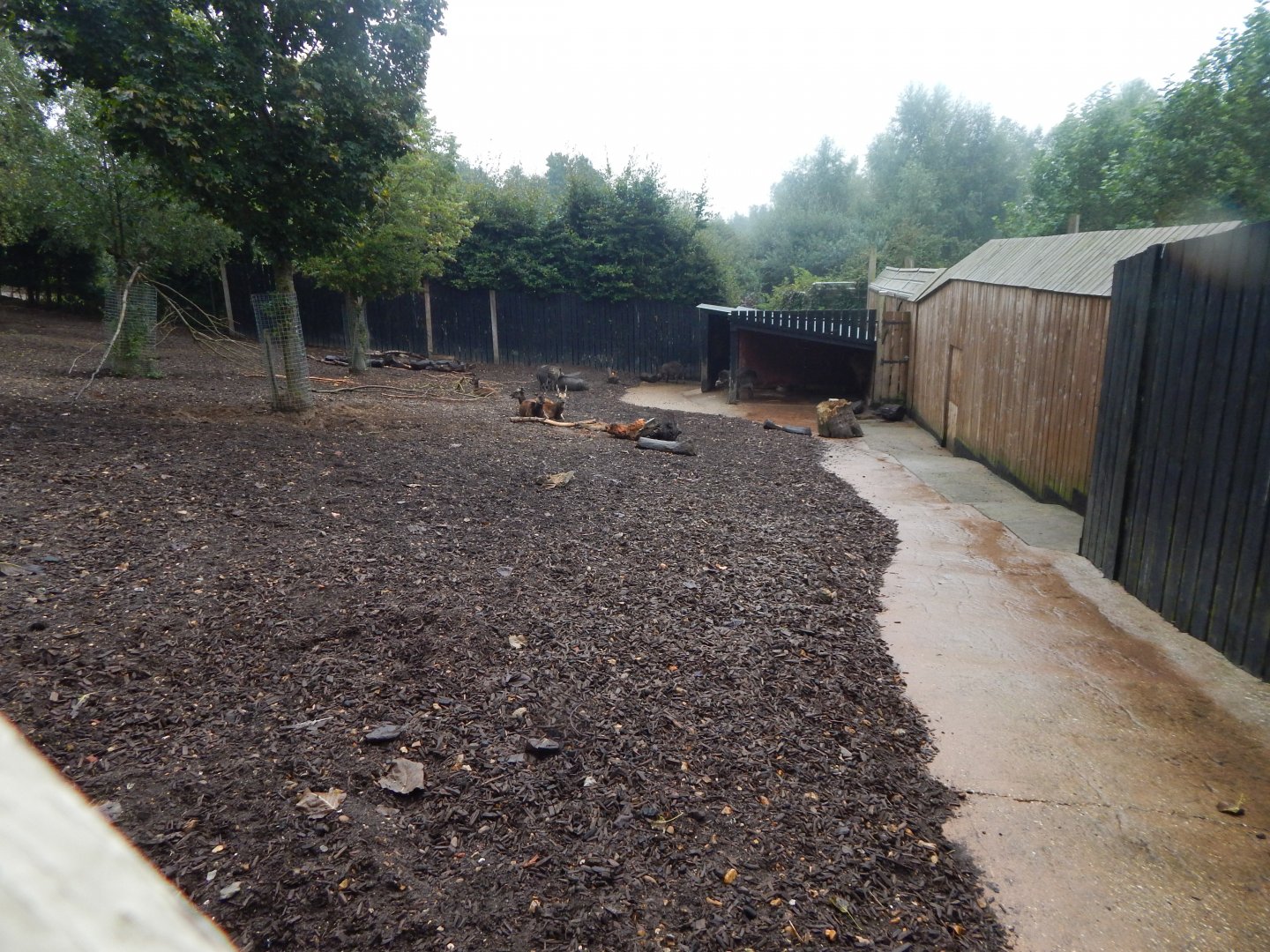 Island Dwellers - Visayan warty pigs and Visayan spotted deer 1409221