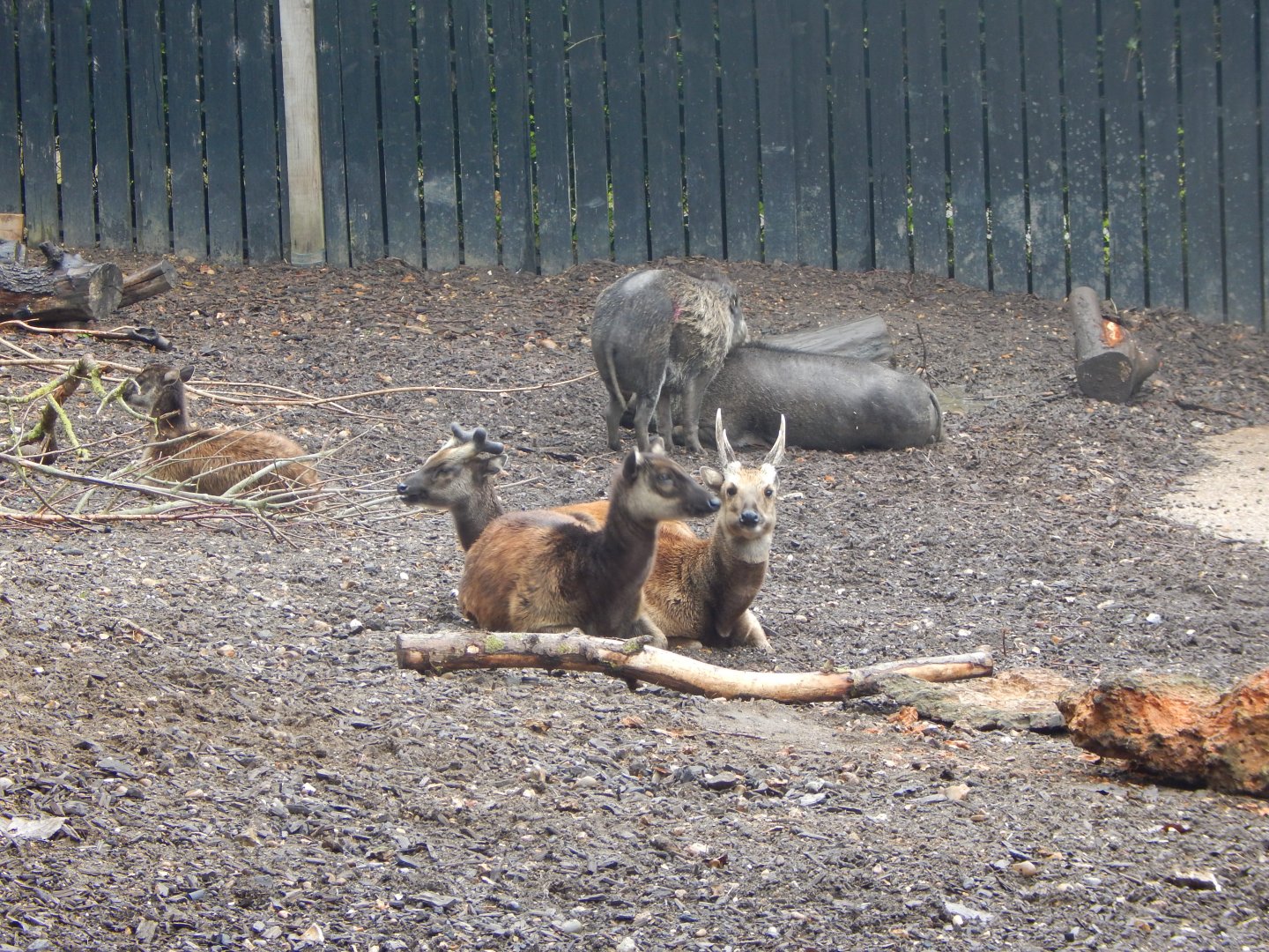 Island Dwellers - Visayan warty pigs and Visayan spotted deer 1409221