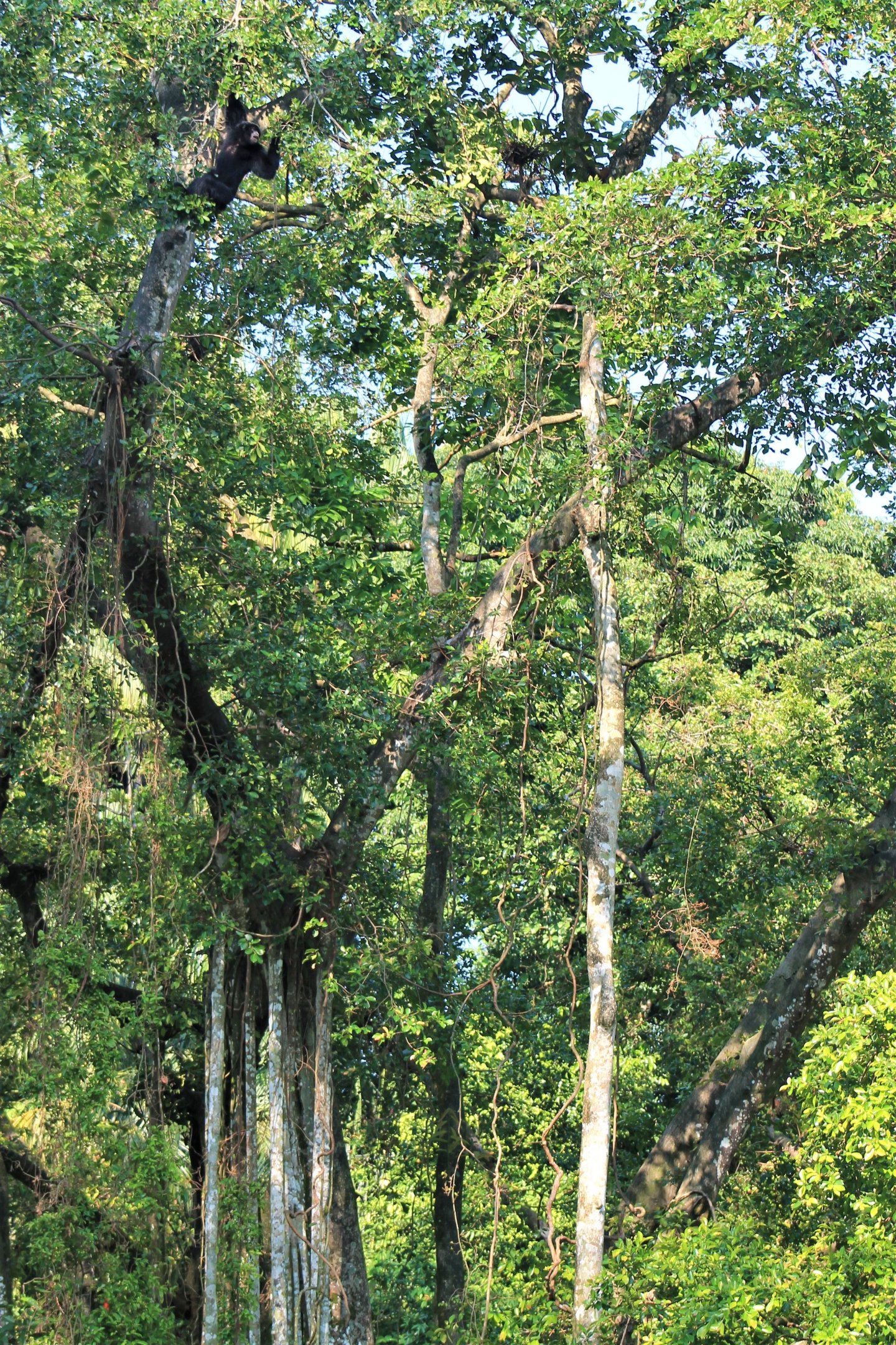 Island enclosure for Siamang (Symphalangus syndactylus)