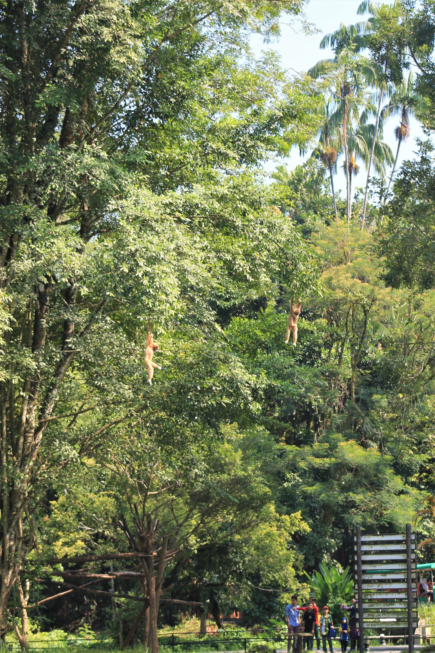 Island enclosure for White-handed Gibbons (Hylobates lar)
