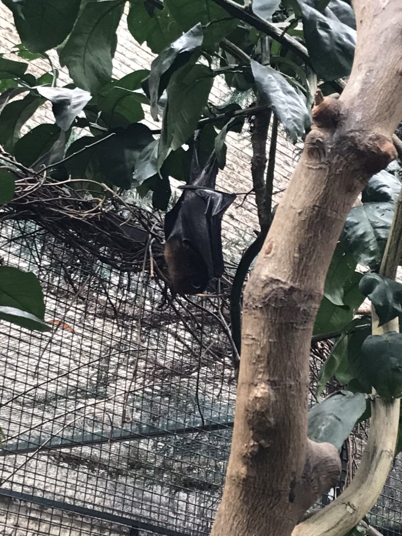 Island flying fox 280118