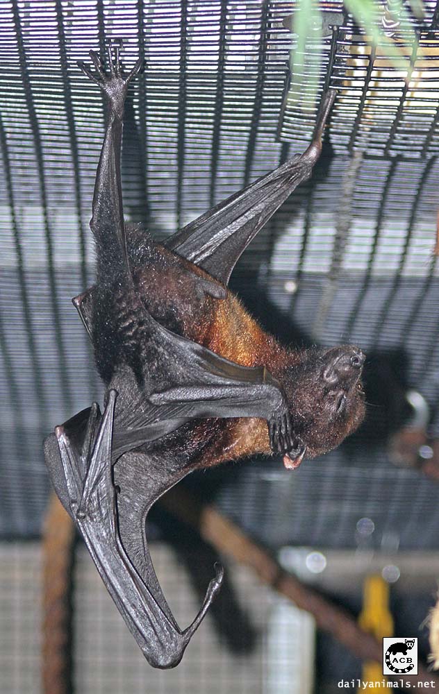 Island Flying Fox, March 2010