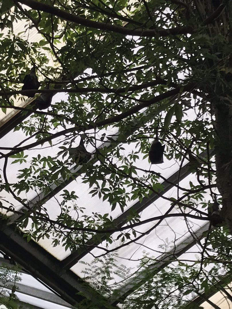 Island flying foxes 280118