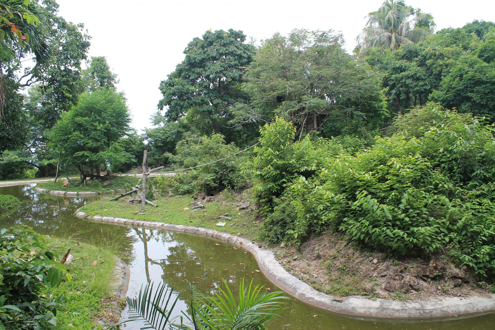 island for Agile Gibbons (Hylobates agilis)