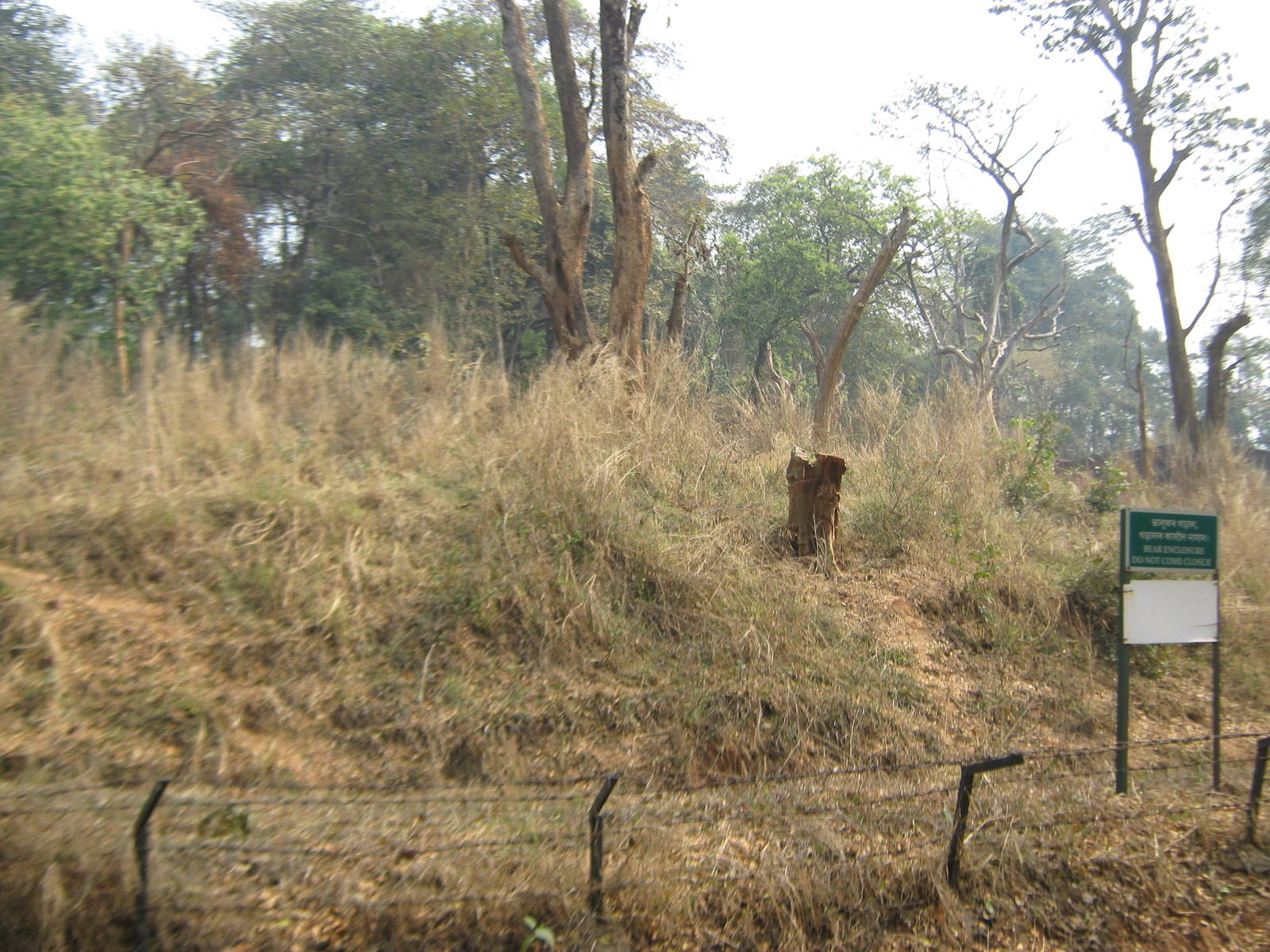 island for Asiatic black bears