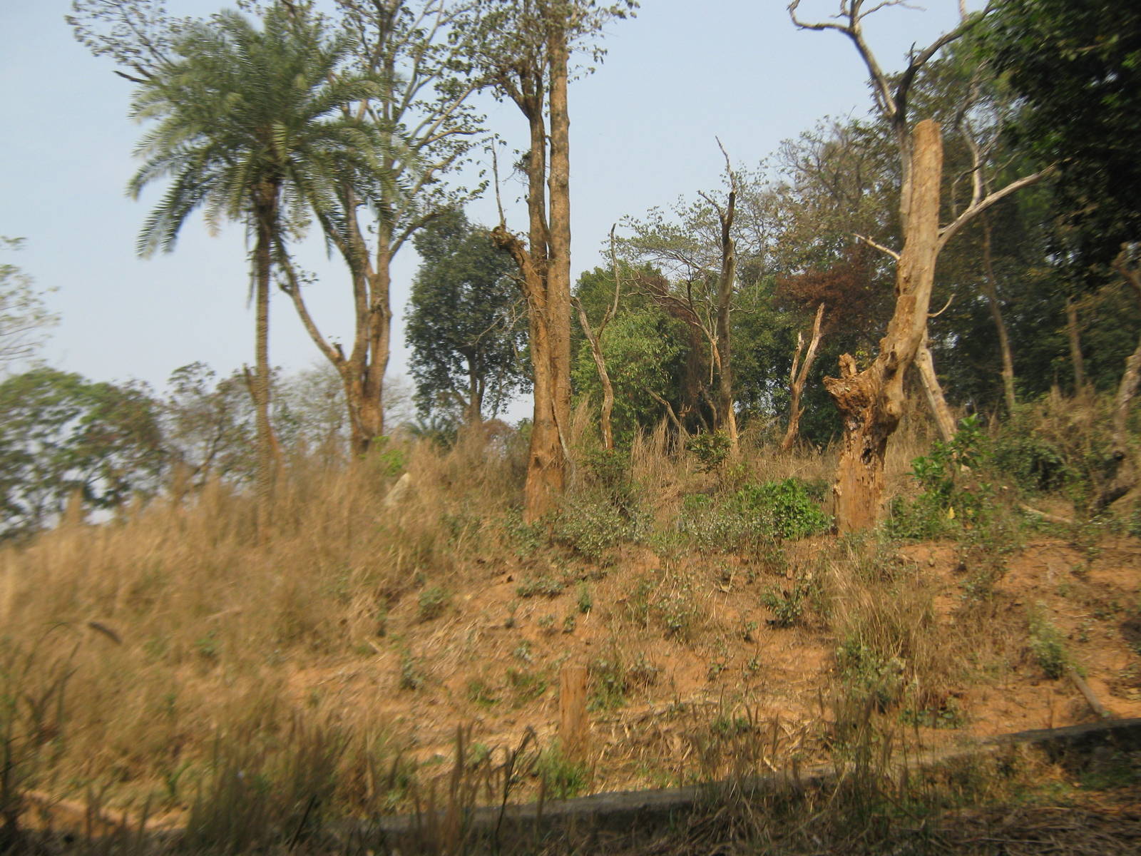 island for Asiatic black bears