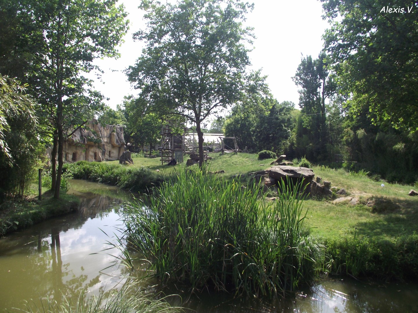 Island for Bachelor Gorillas - Zooparc de Beauval - 06/2023