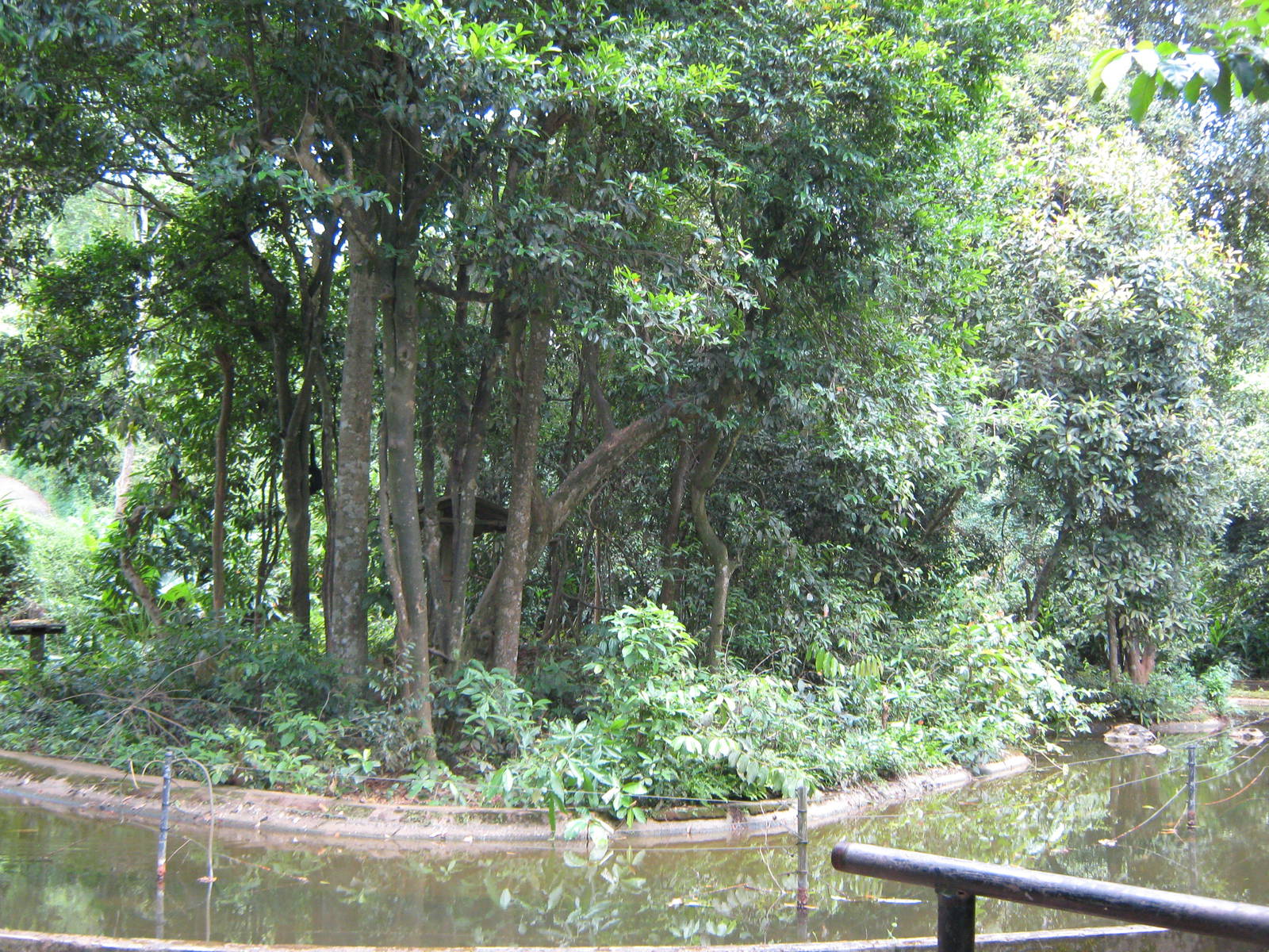 island for black spider monkeys