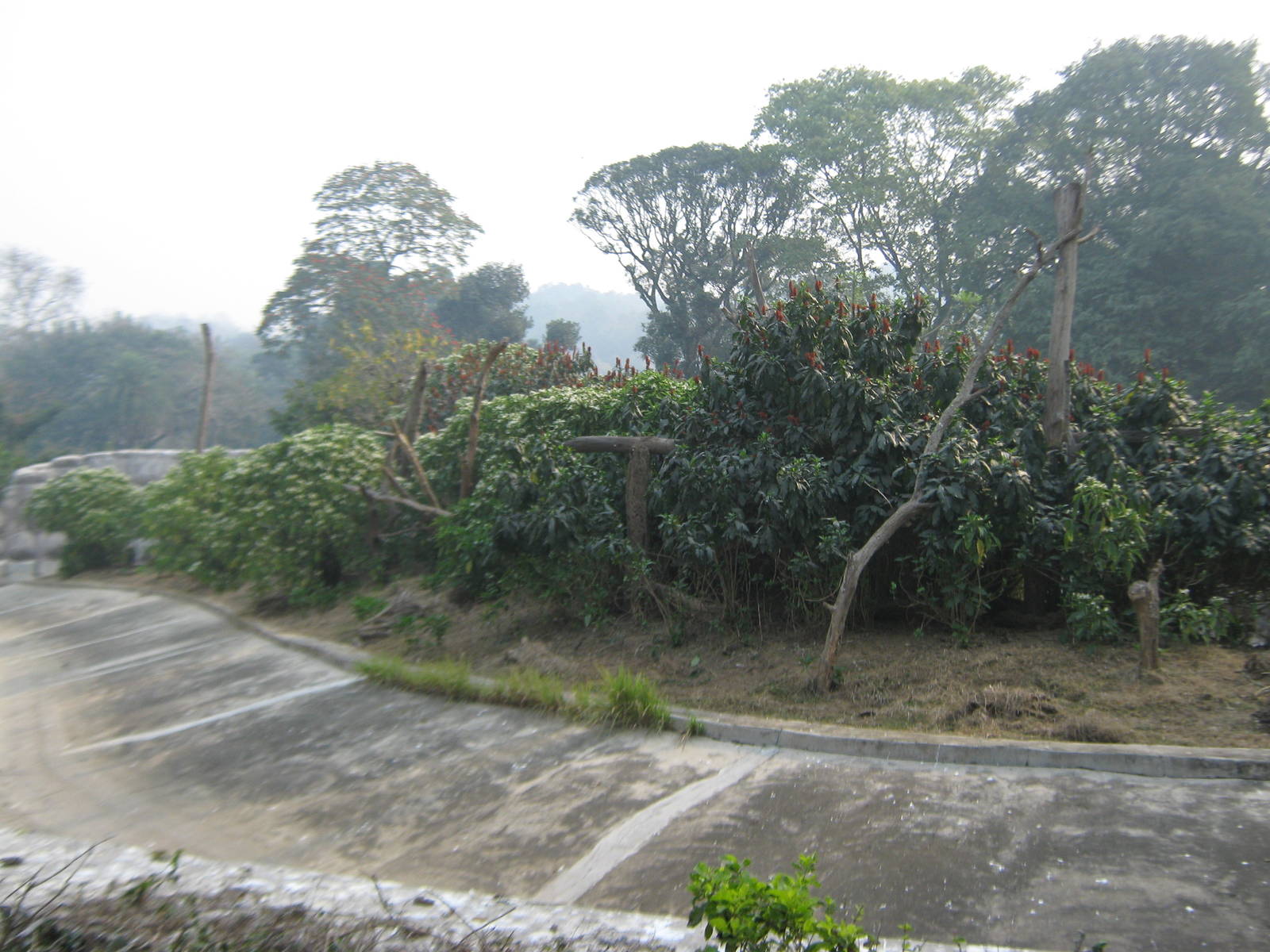 island for golden langurs (Trachypithecus geei)