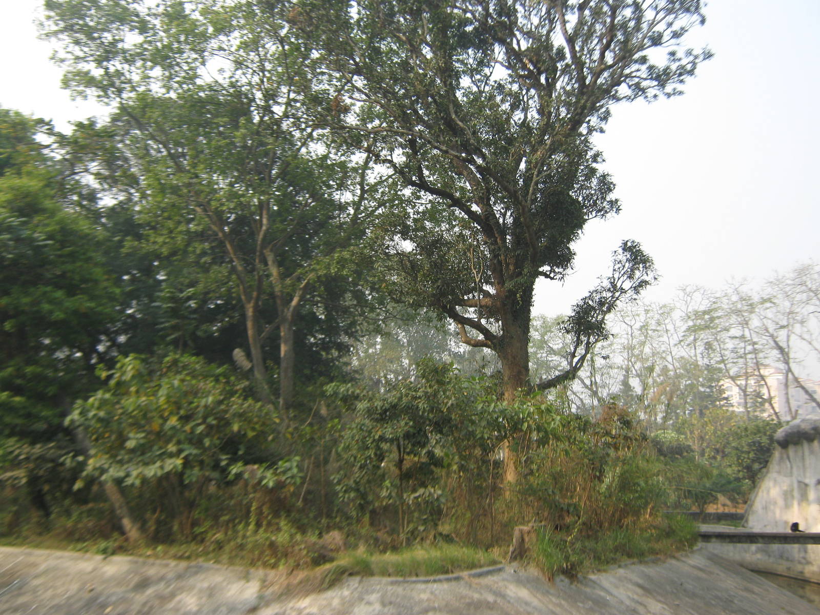 island for hoolock gibbons (Hoolock hoolock)