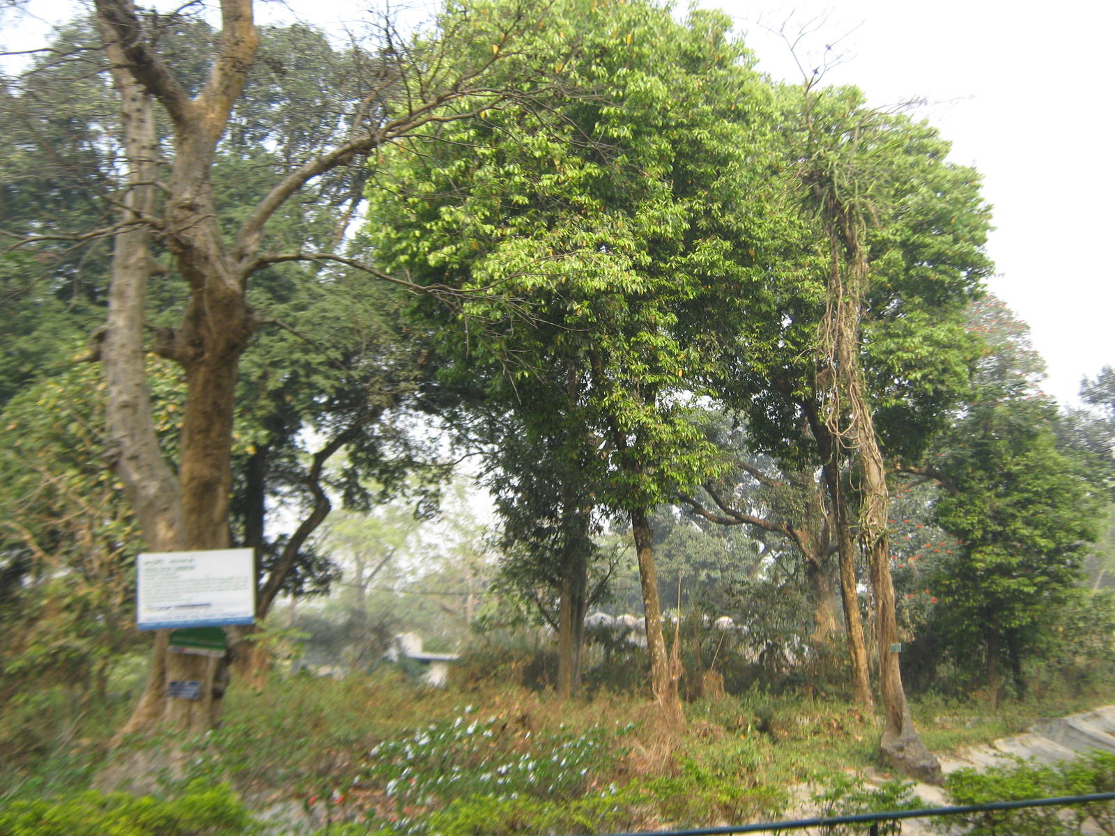 island for hoolock gibbons (Hoolock hoolock)