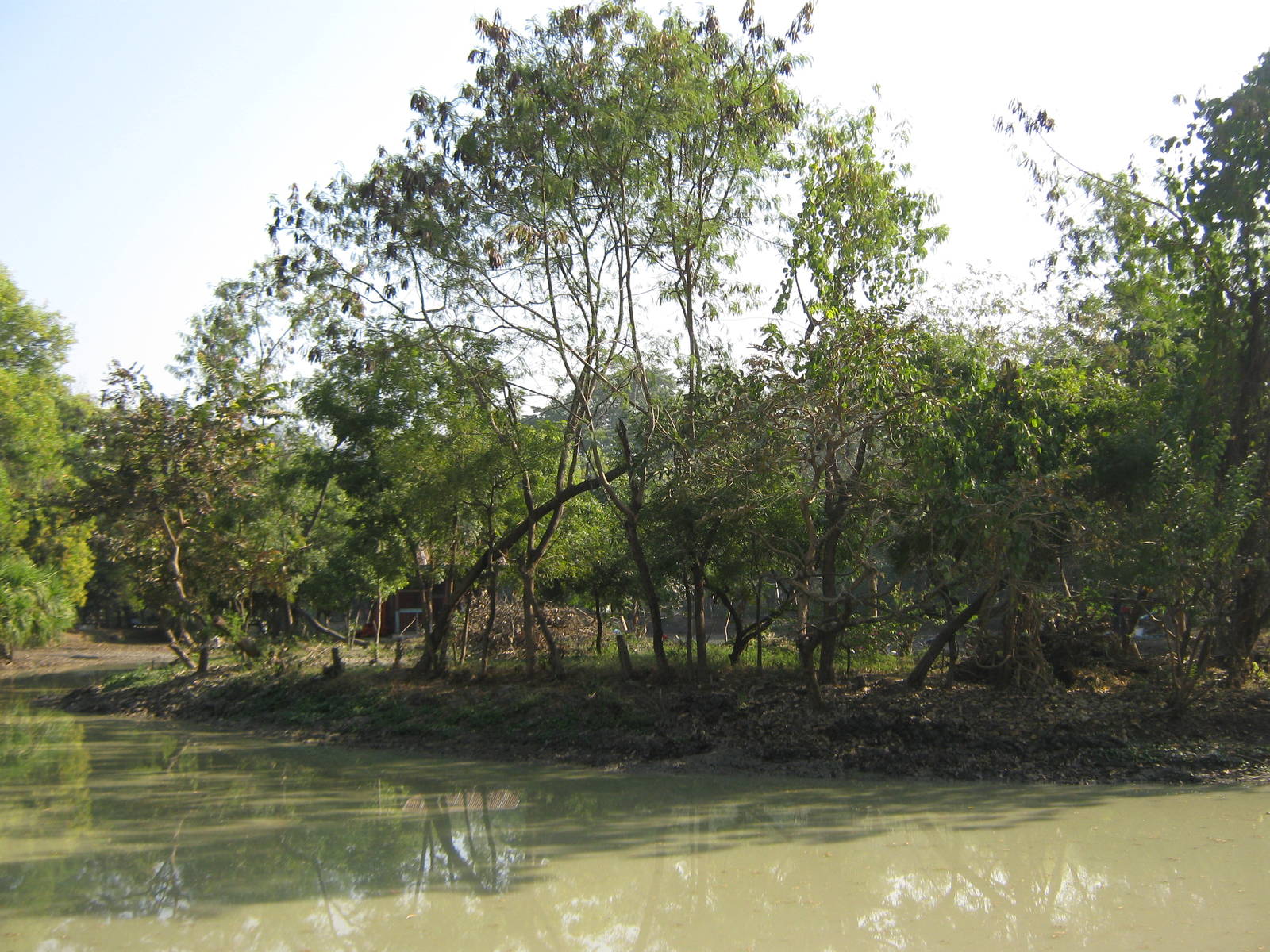 island for Hoolock Gibbons (Hoolock hoolock)