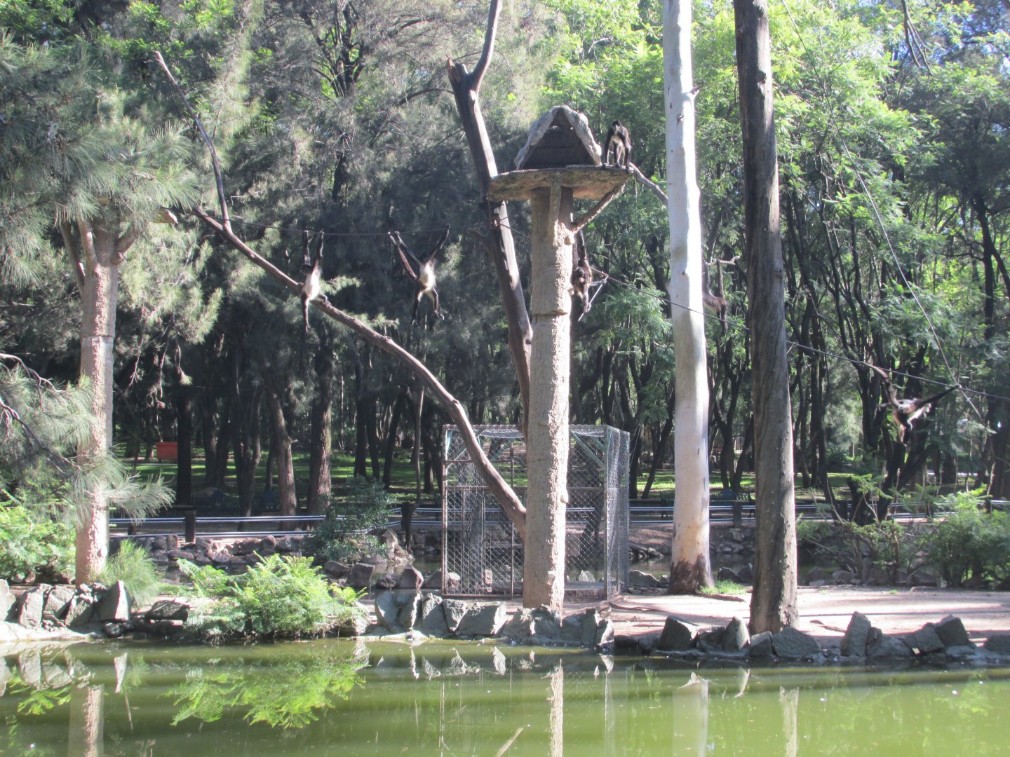 ISLAND FOR MEXICAN SPIDER MONKEYS