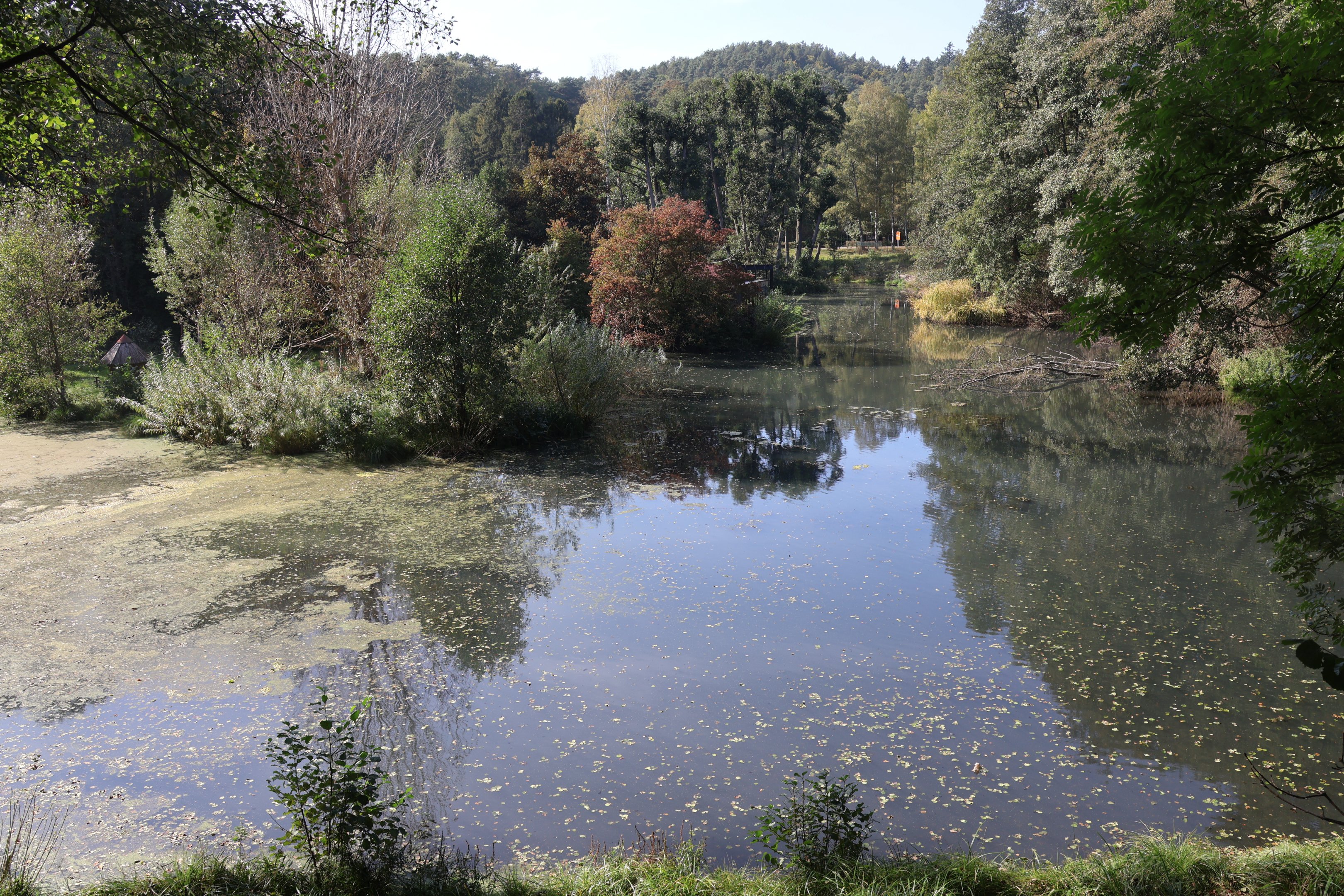 Island for Northern White-cheeked Gibbon and Red-Cheeked Gibbon