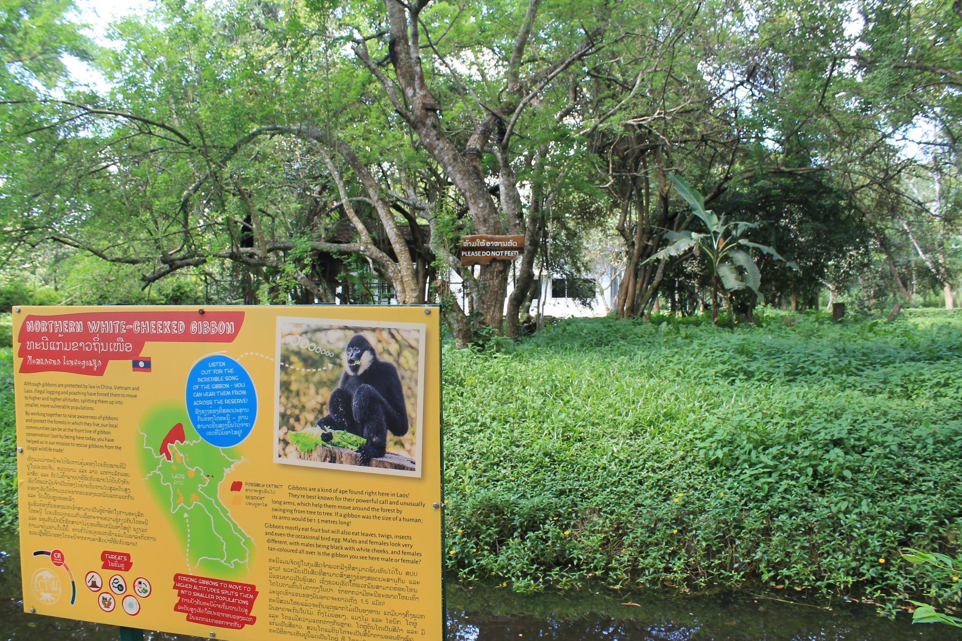 island for Northern White-cheeked Gibbon