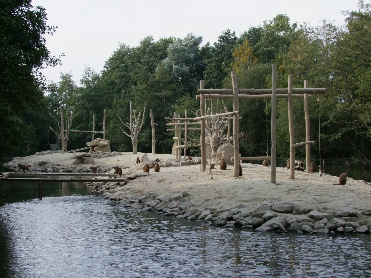 Island for Papio papio