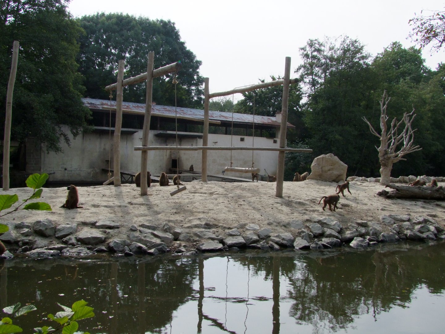 Island for Papio papio