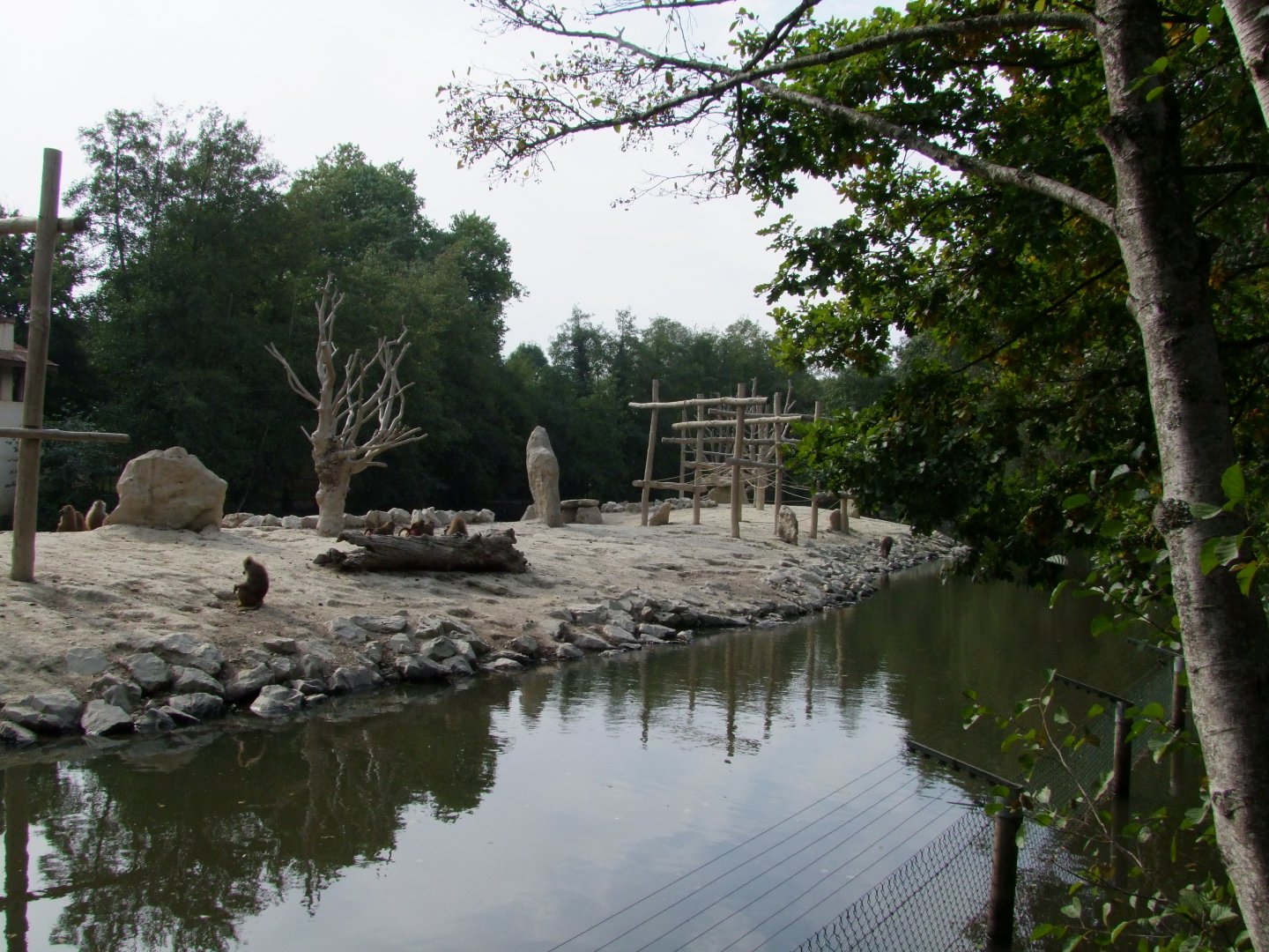 Island for Papio papio