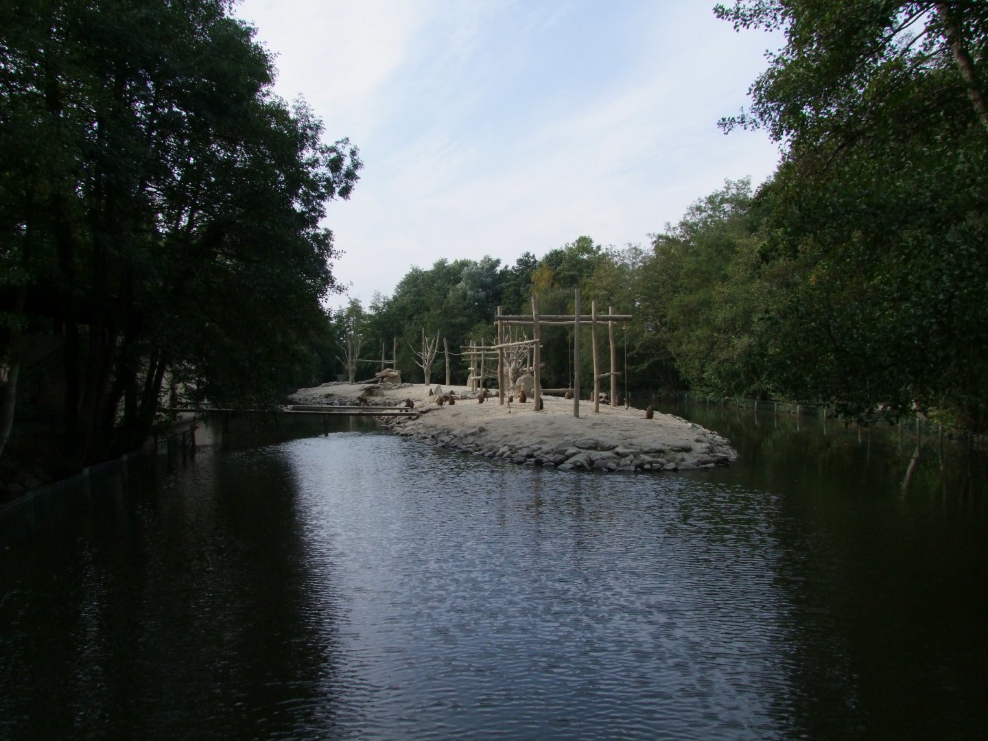 Island for Papio papio