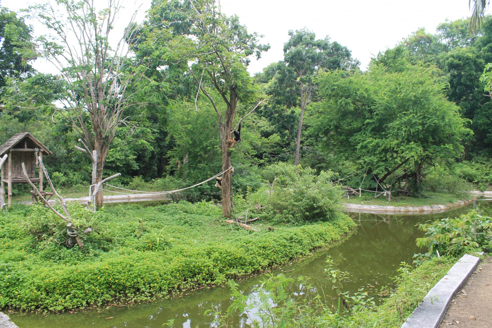 island for Pileated Gibbons (Hylobates pileatus)