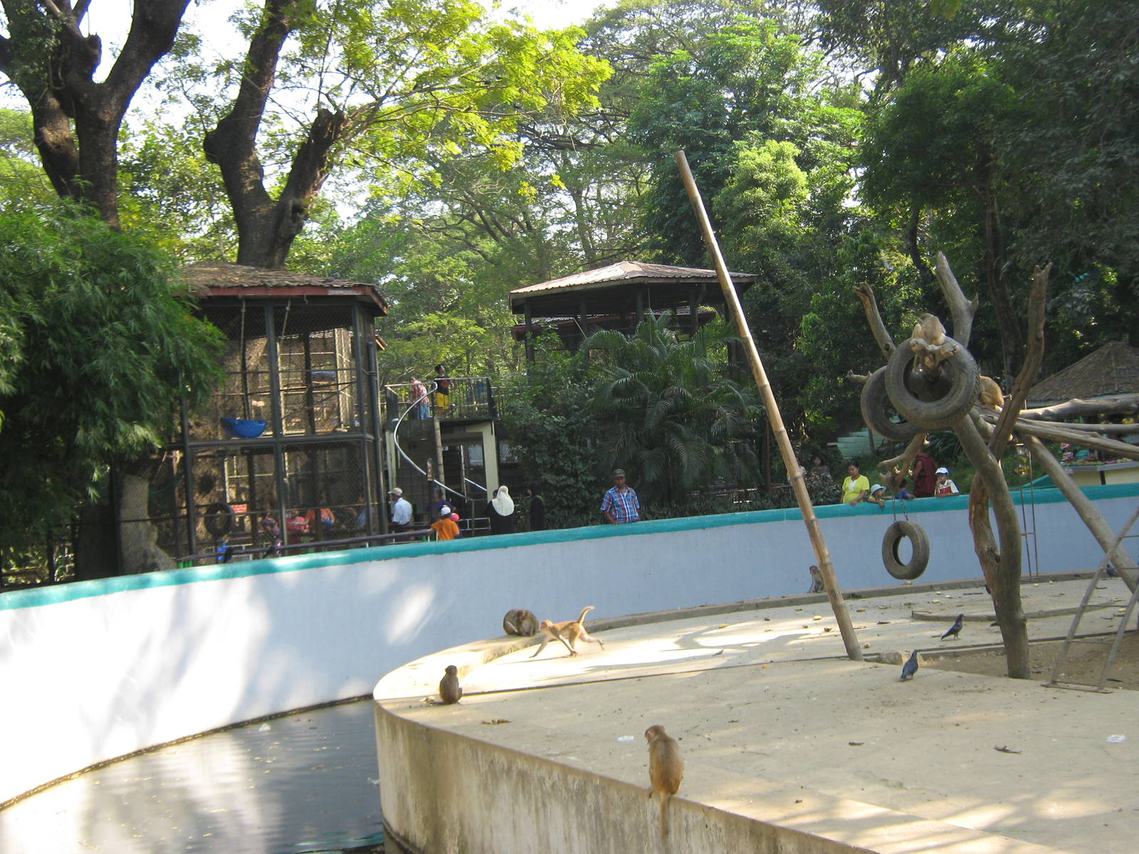 island for Rhesus Macaques