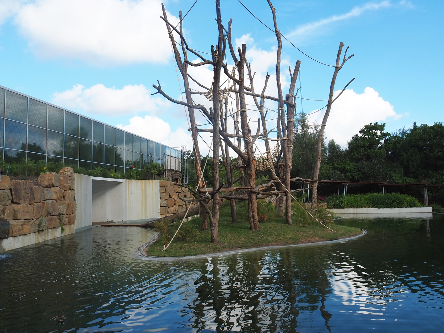 Island for two older female and a young male Sumatran orangutan, 2022-07-16