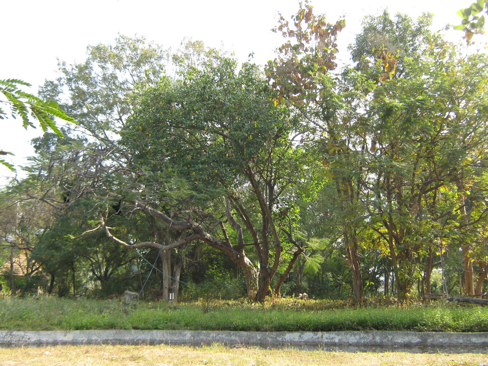 island for White-handed Gibbon (Hylobates lar)