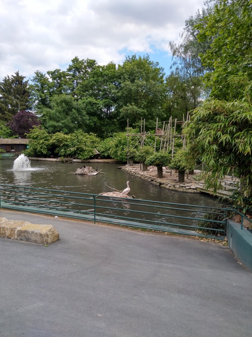 Island for white-handed gibbon