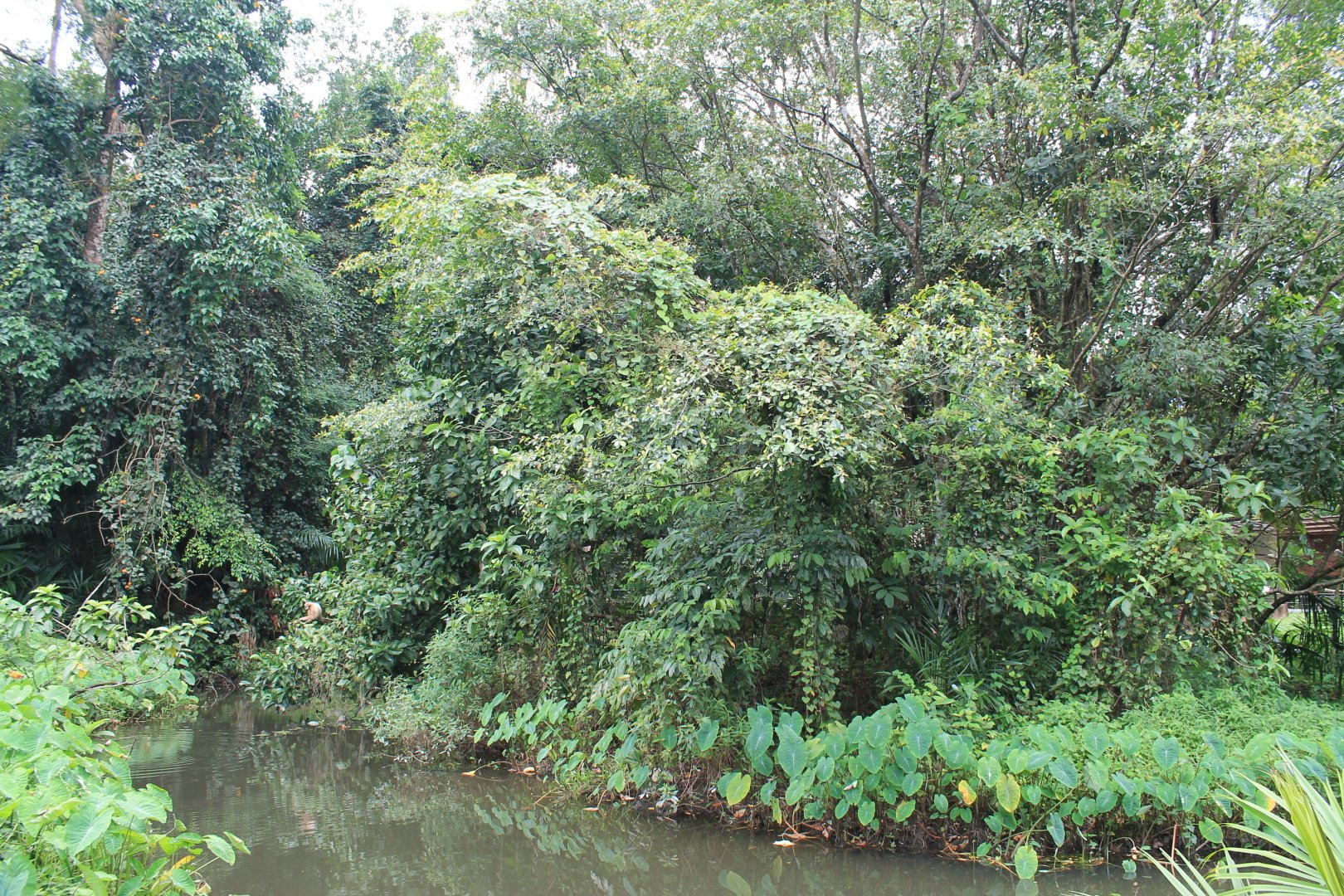 island for White-handed Gibbons (Hylobates lar)