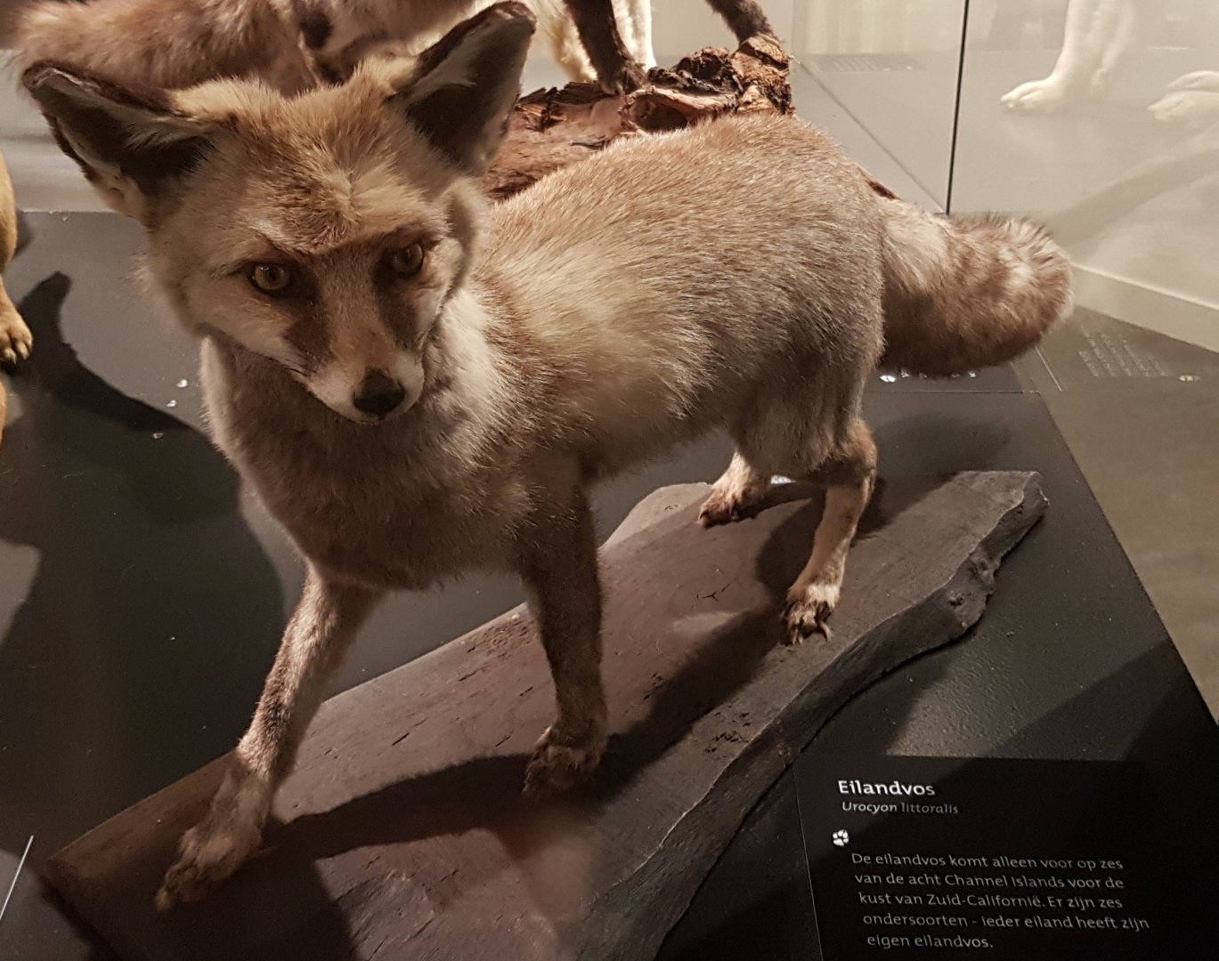 Island fox - Urocyon littoralis