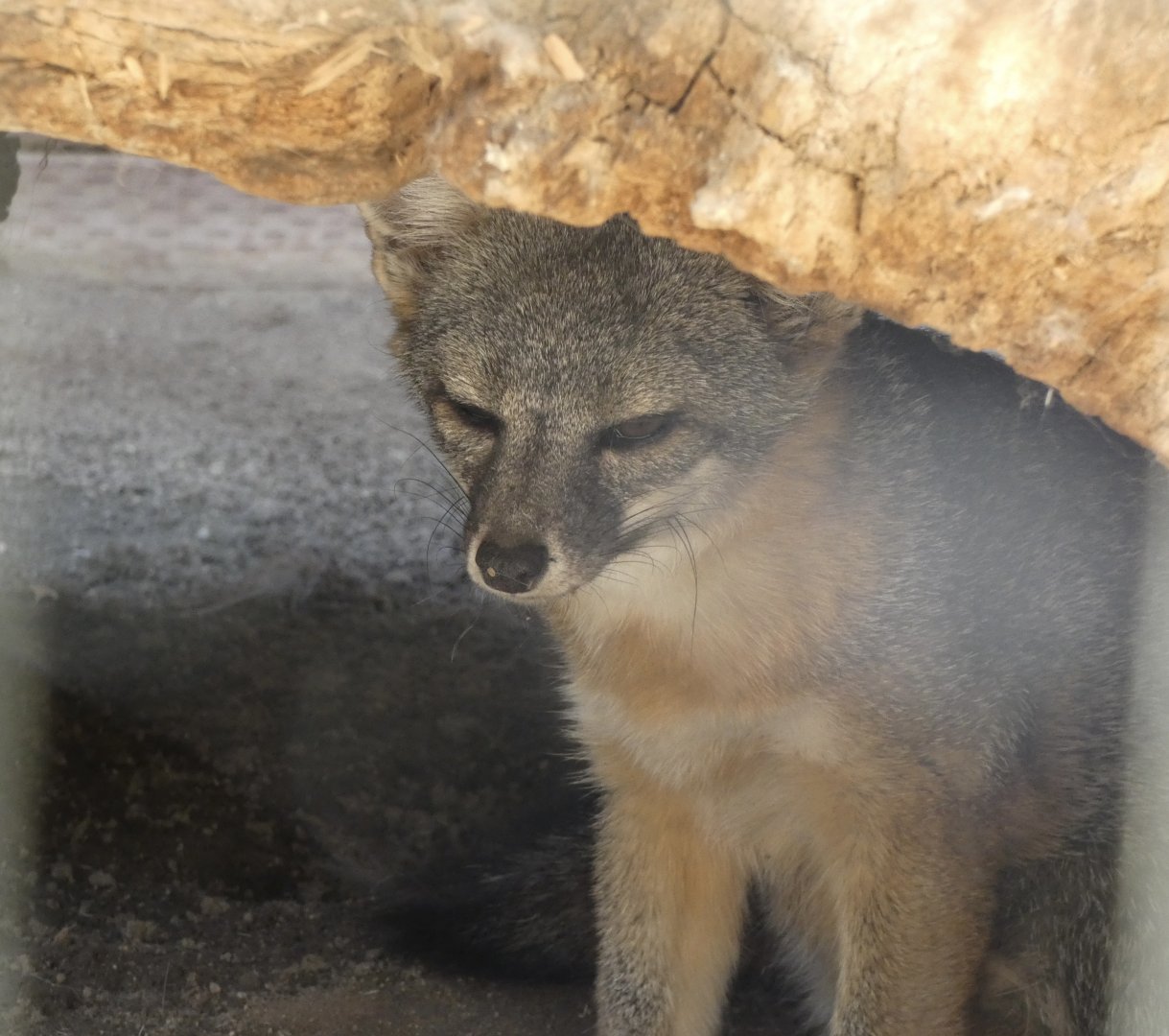 Island fox (Urocyon littoralis)