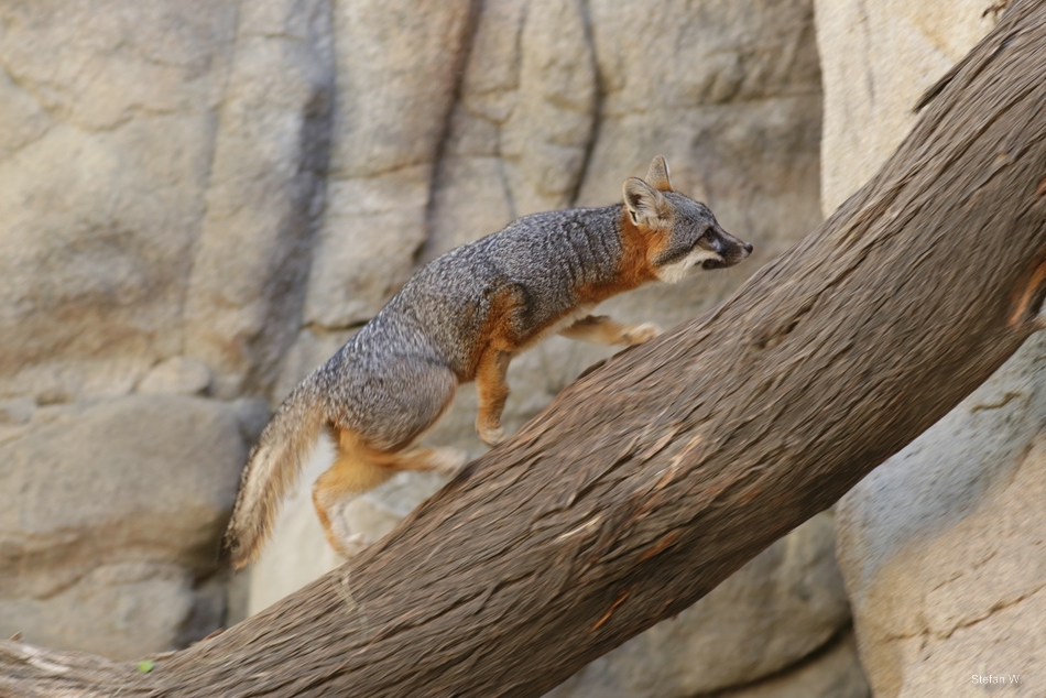Island fox (Urocyon littoralis)