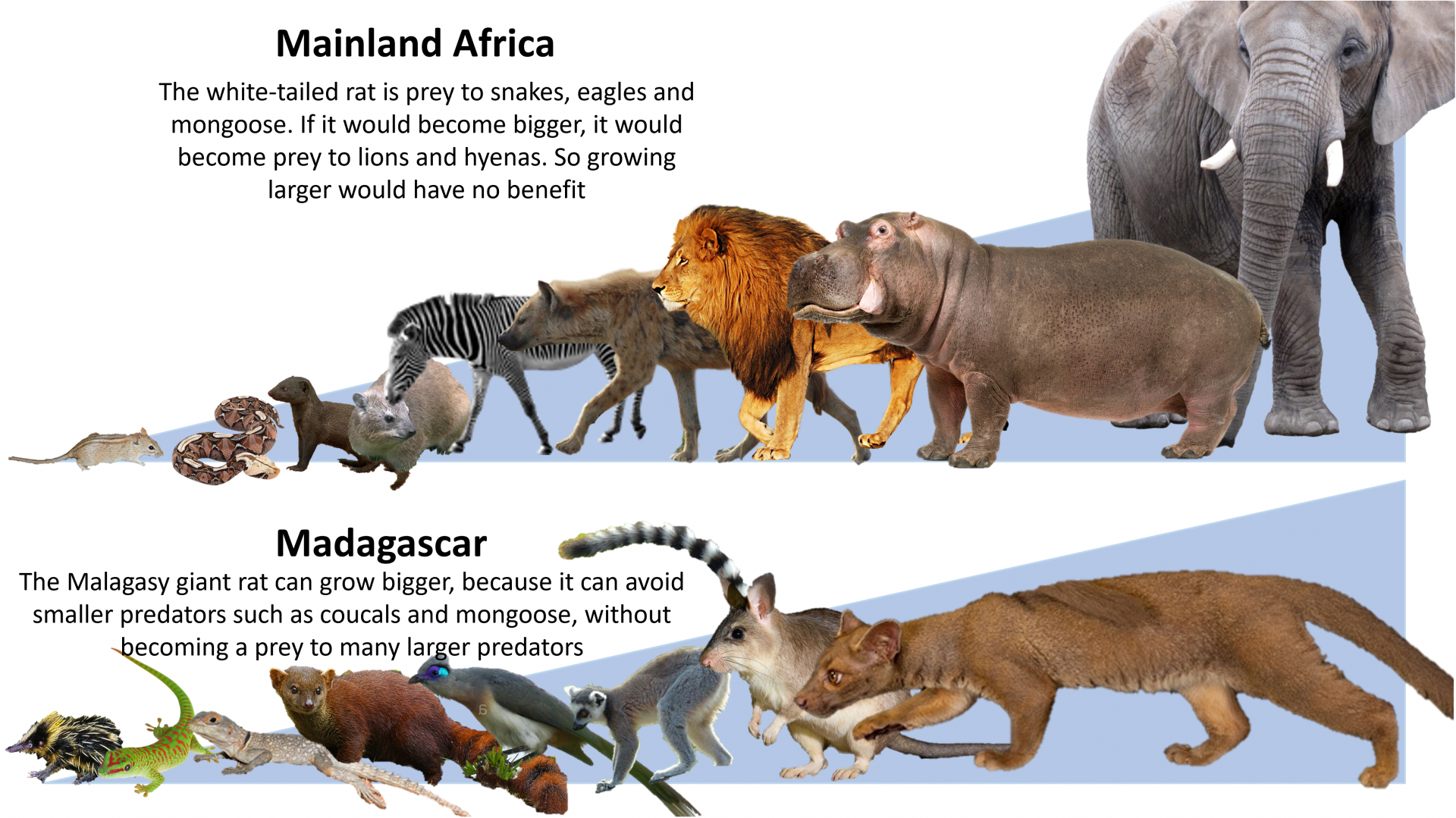 Island gigantism (Example: White-tailed rat vs Malagasy jumping rat)