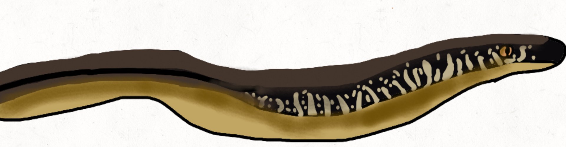 Island glass lizard (Inspired by CheeseChamaeleon’s drawing)