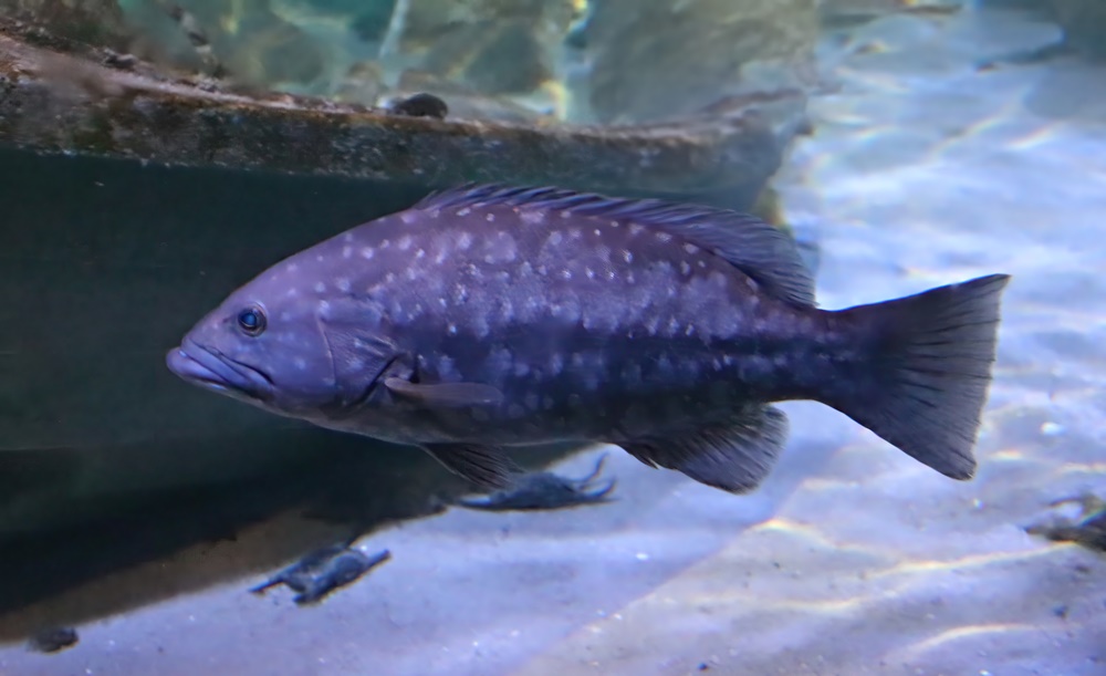 Island grouper (Mycteroperca fusca)