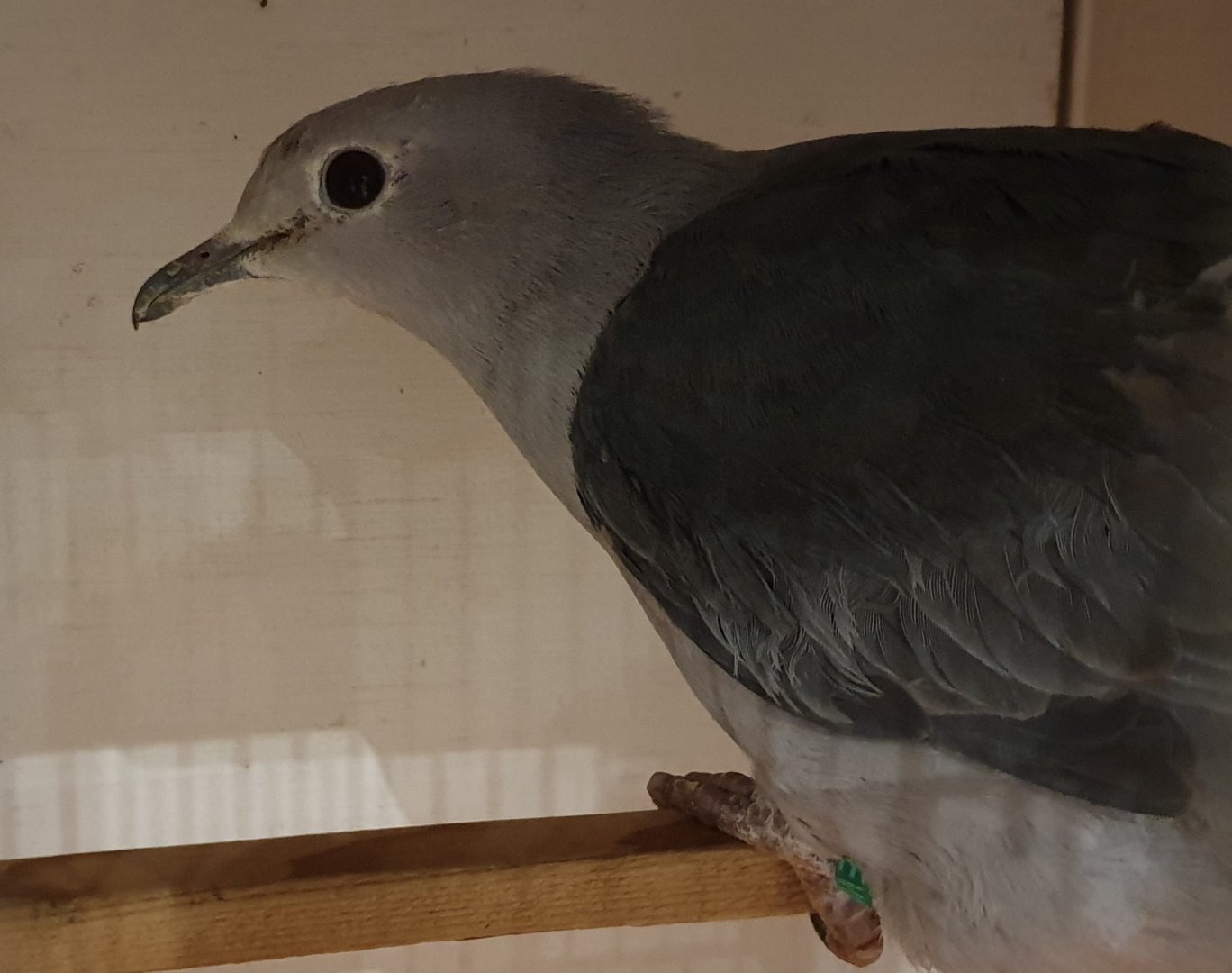 Island imperial-pigeon - Ducula pistrinaria