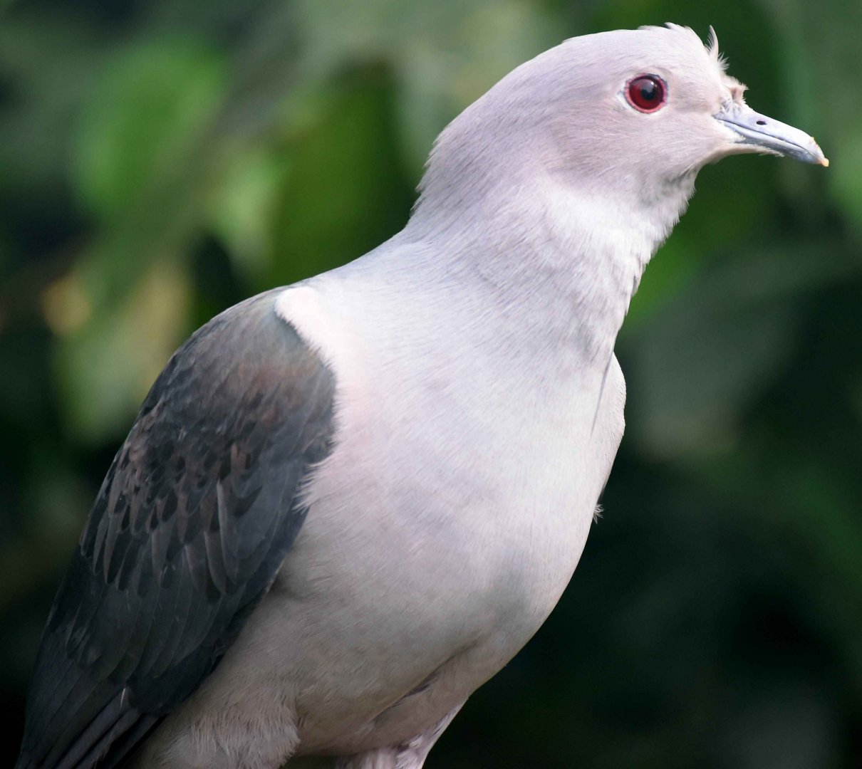 Island Imperial Pigeon (Ducula pistrinaria)