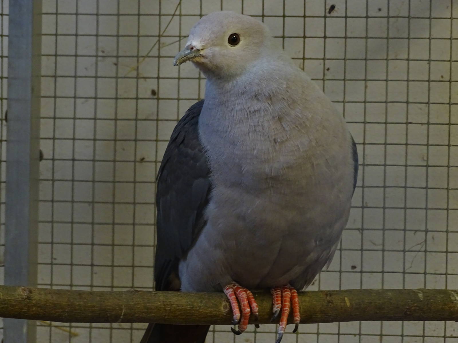 Island Imperial Pigeon?