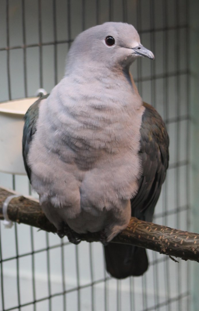 Island imperial pigeon