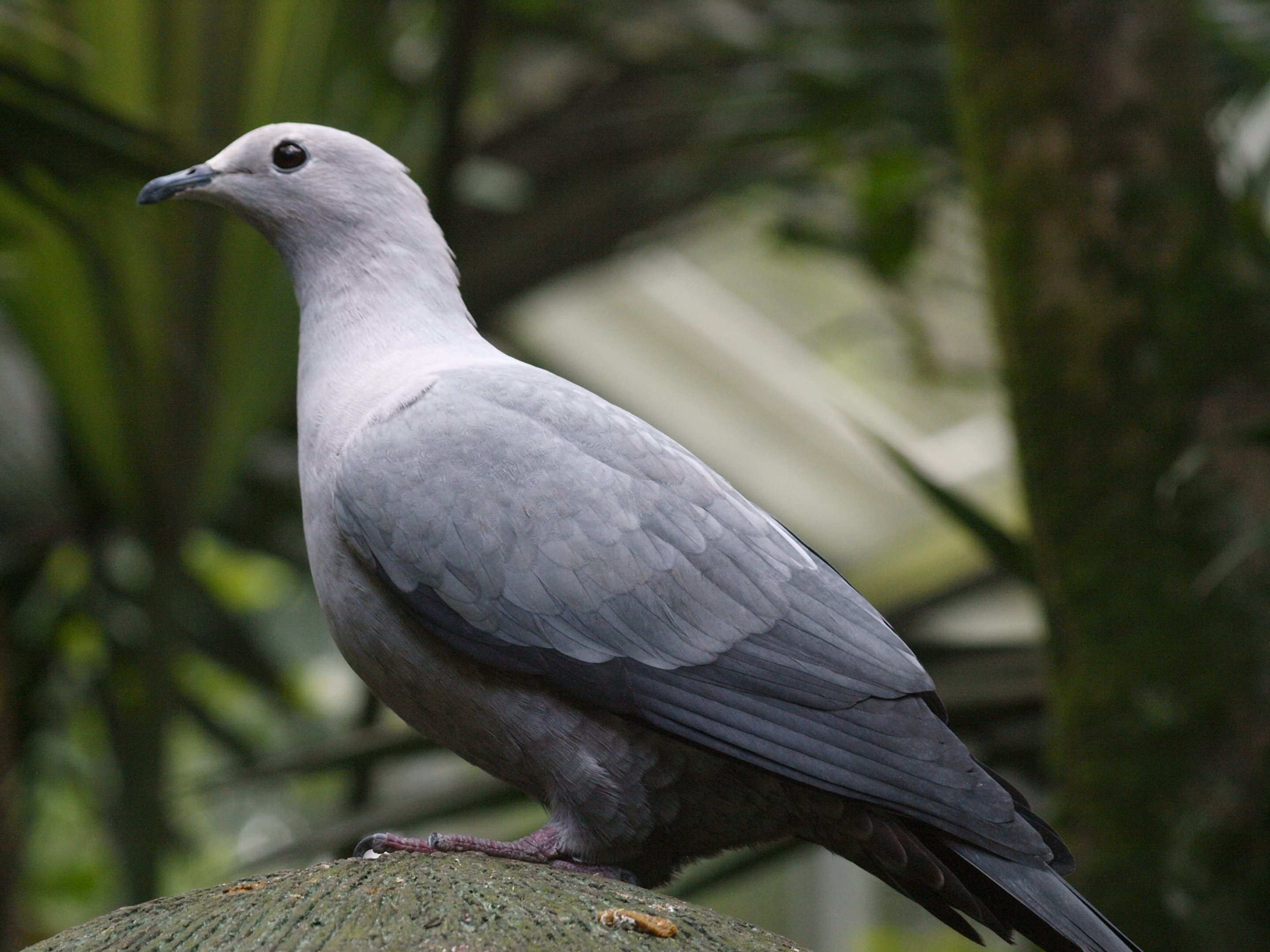 Island Imperial pigeon