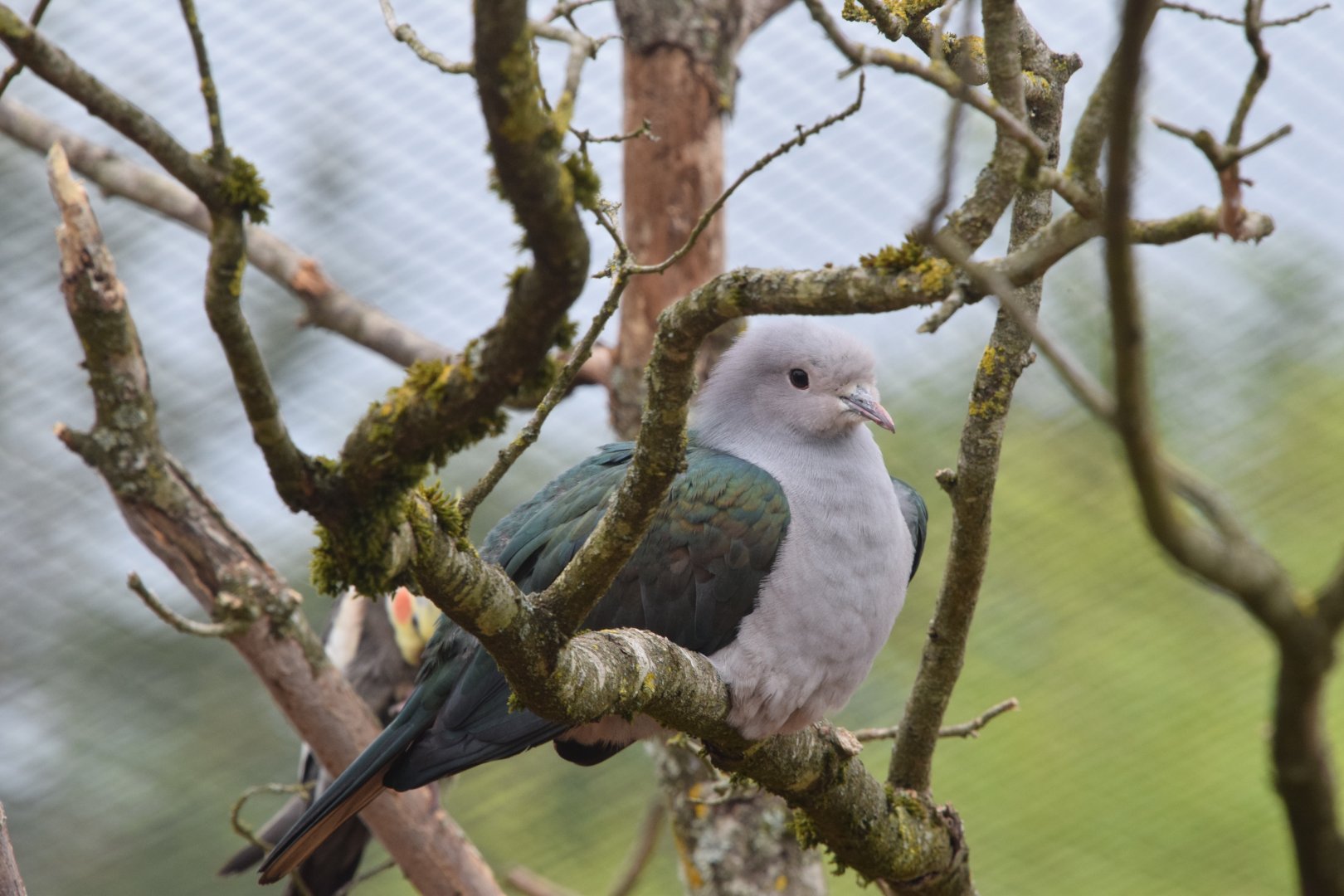 Island imperial pigeon