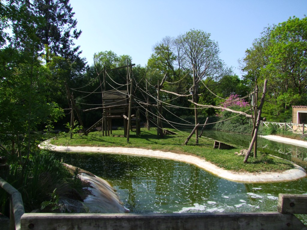 Island of Ateles hybridus