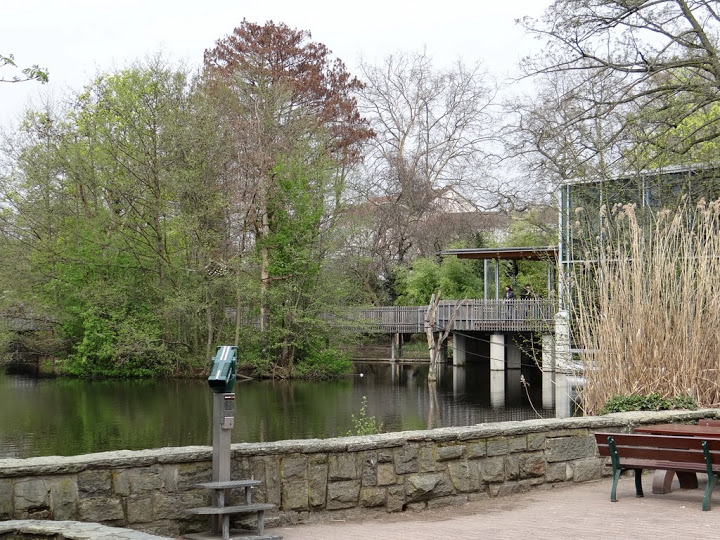 Island of Hylobatidae