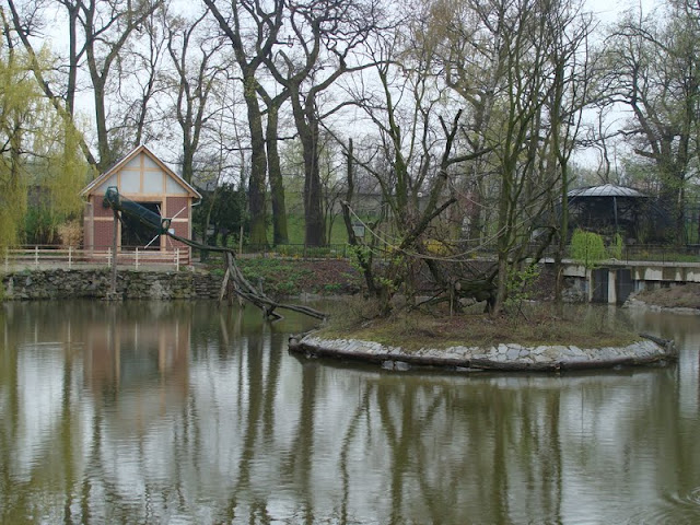 Island Saimiri s. sciureus